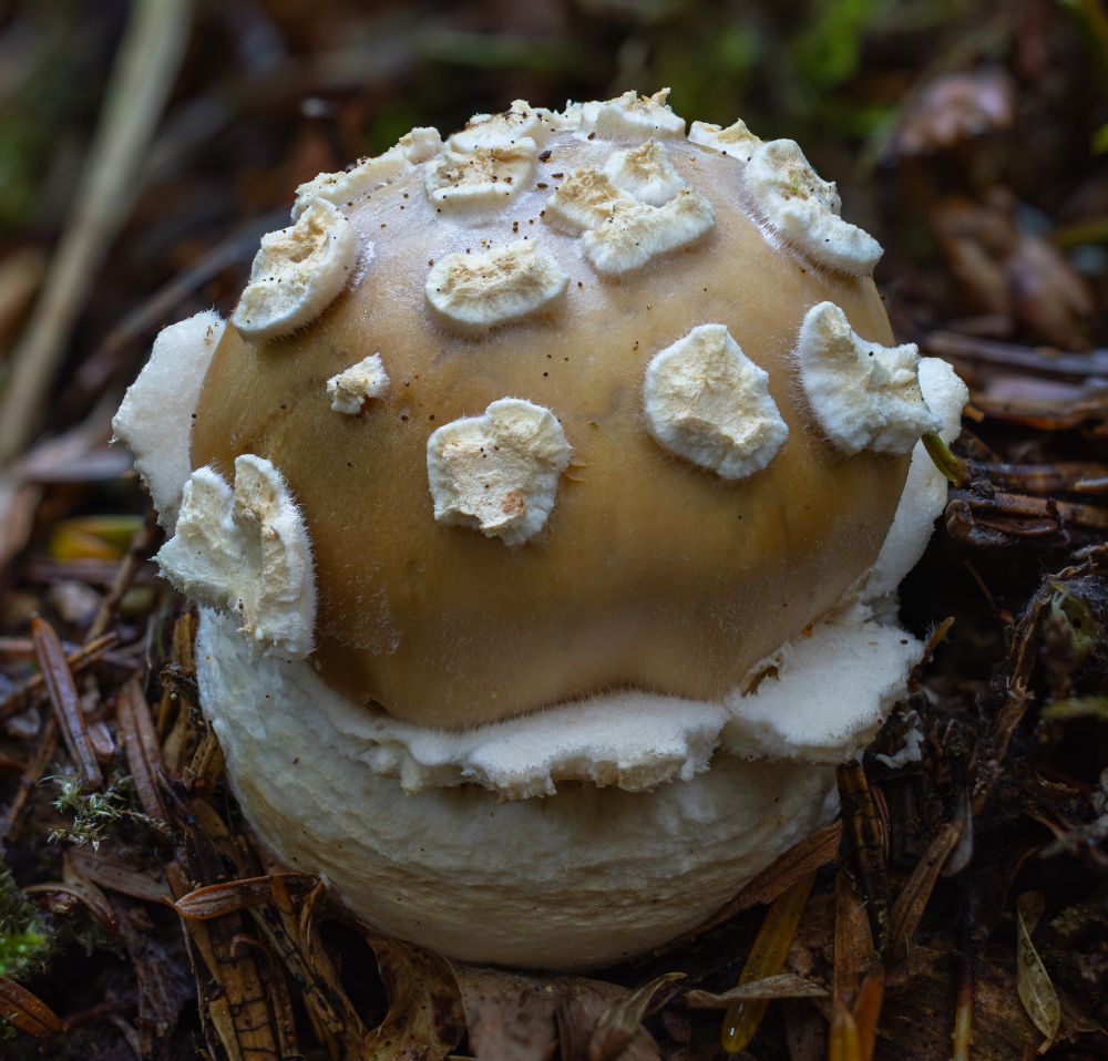 A small brown mushroom with patches of white fluffy-looking material all over its cap grows out of fir-needle-covered ground.