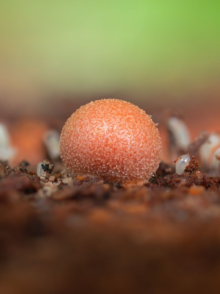 An orange sphere with a bumpy texture sits on dark brown decaying wood. Small white liquidy spots surround it - only one being in focus, the rest are blurry in the background. 