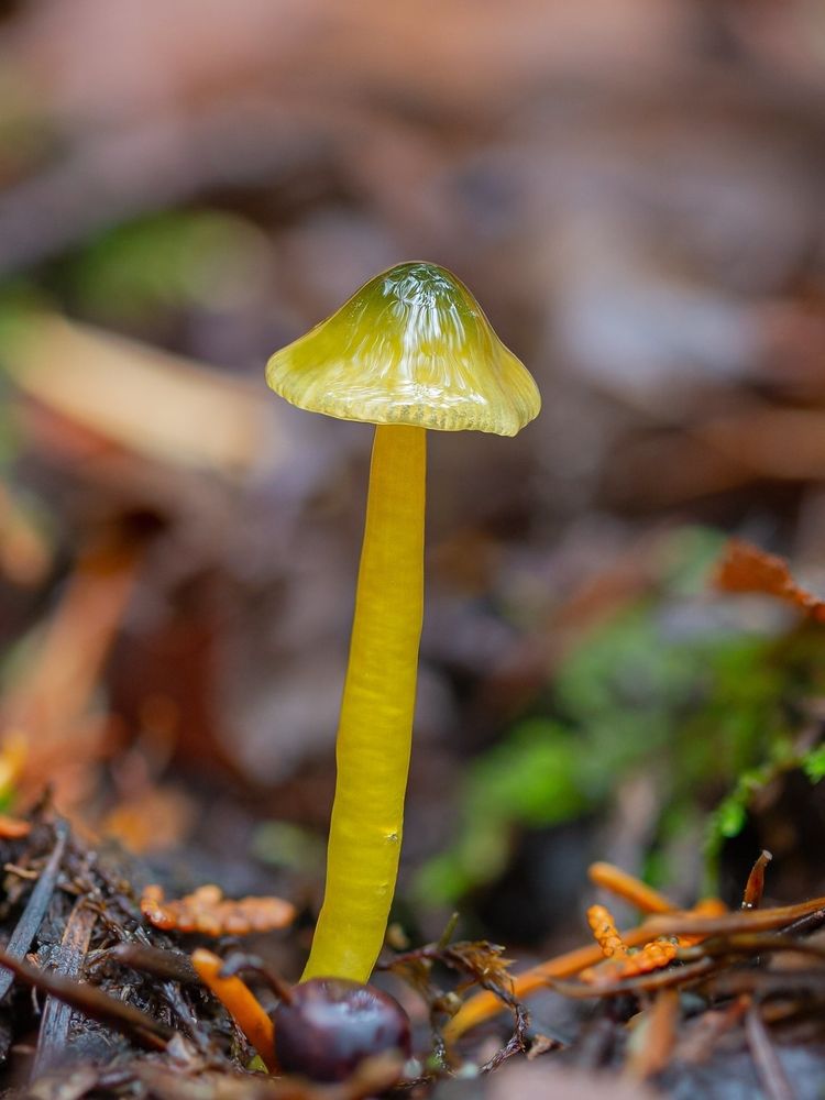 Parrot mushroom, Gliophorus psittacinus