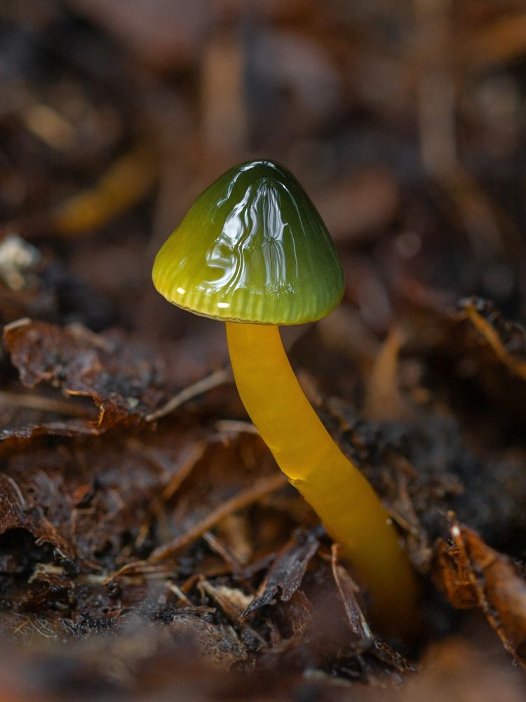 Gliophorus psittacinus, the parrot mushroom, gets its name primarily from its potential to have a multitude of vibrant colors, though its primary pallette is green and yellow, like this one's. Its deep-yellow stipe bends slightly out of the ground, which is made up of decaying maple tree leaves. Its cap is a perfect little cone, which is dark green on the back side and tip, where the front of it that's facing the camera is more light yellow-green. 
