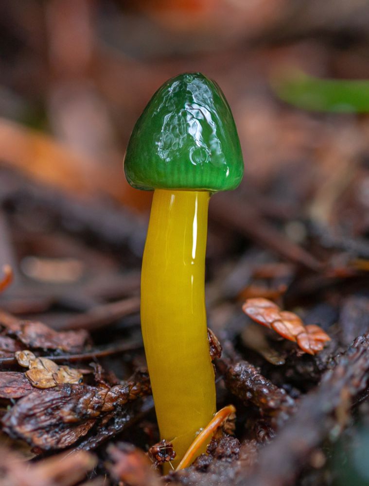 A very small mushroom grows out of dark and light brown cedar duff. Its stipe is yellow and shiny. Its cap is a beautiful emerald green and is also shiny enough to reflect the forest and cloudy sky above. 