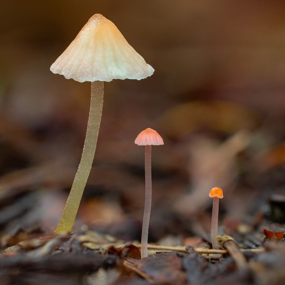 Three super small pink mushrooms of the same species grow in a perfect line. The right one is about 1cm tall, the middle one is about 2cm tall, and the left one is close to 4cm tall. The right one is obviously the least mature and has the most vivid color. The middle one is perfectly pink. The left one, the oldest of the three, has faded and is a very pale pink.