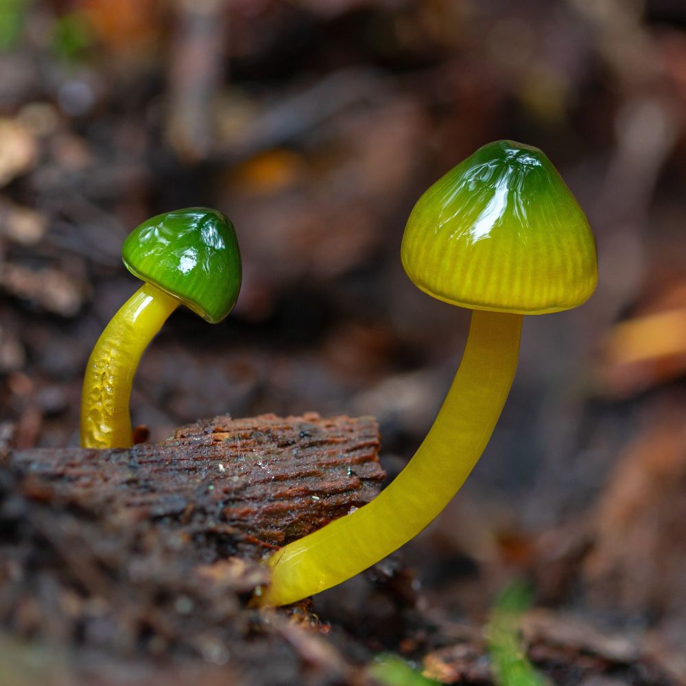 Two bright yellow and green mushrooms grow out of dark, reddish-brown soil and decaying wood. The mushrooms bend inwards towards the center of the photo, almost creating a bit of a circle, though their caps are about an inch and a half apart from each other. The stipes are a vivid yellow. The cap of the left mushroom is a deep emerald green, while the cap of the right mushroom is a greenish-yellow from the margin of the cap to halfway up, turning light green and then finally that same deep emerald green at the very top. 
