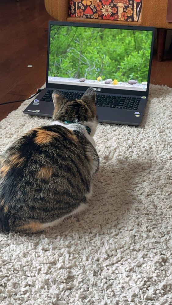 An adult calico cat is laying on a white fluffy carpet watching a nature scene on a black and grey laptop