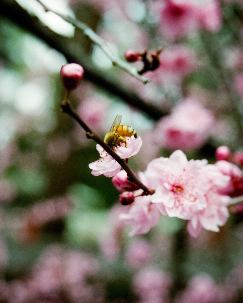 Film photo of Cherry Blossoms at Auburn festival with a bee nestled in the flower
