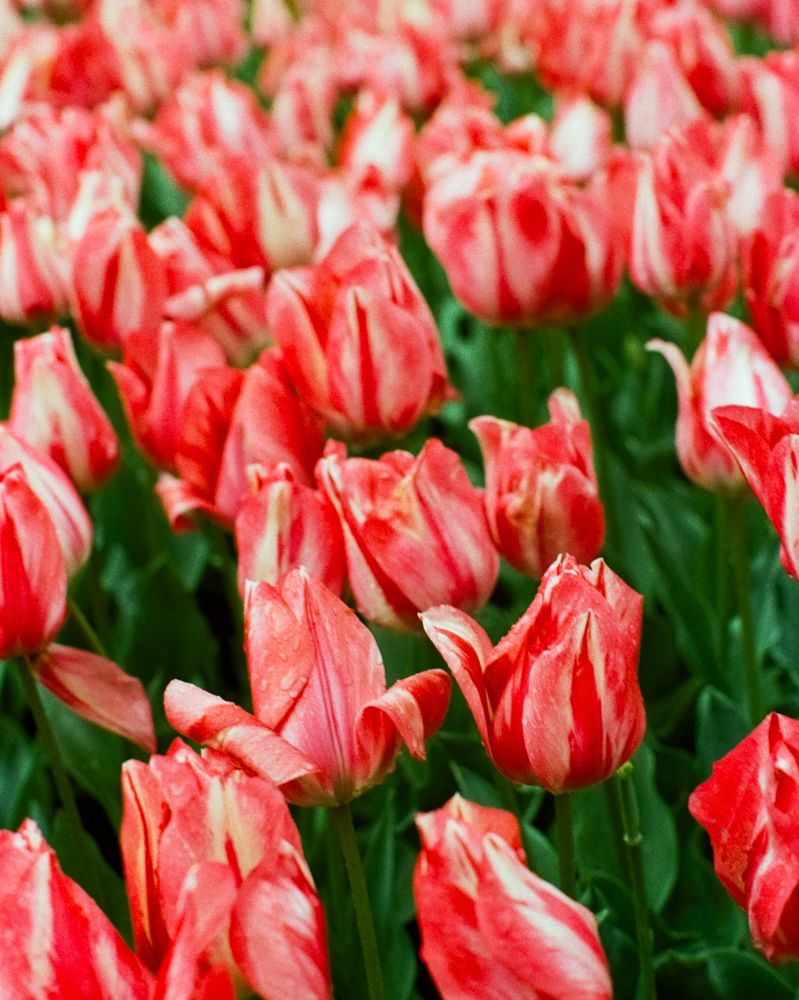 35mm film photo of pinkish-red tulips shot on Ultramax with a Nikon F3