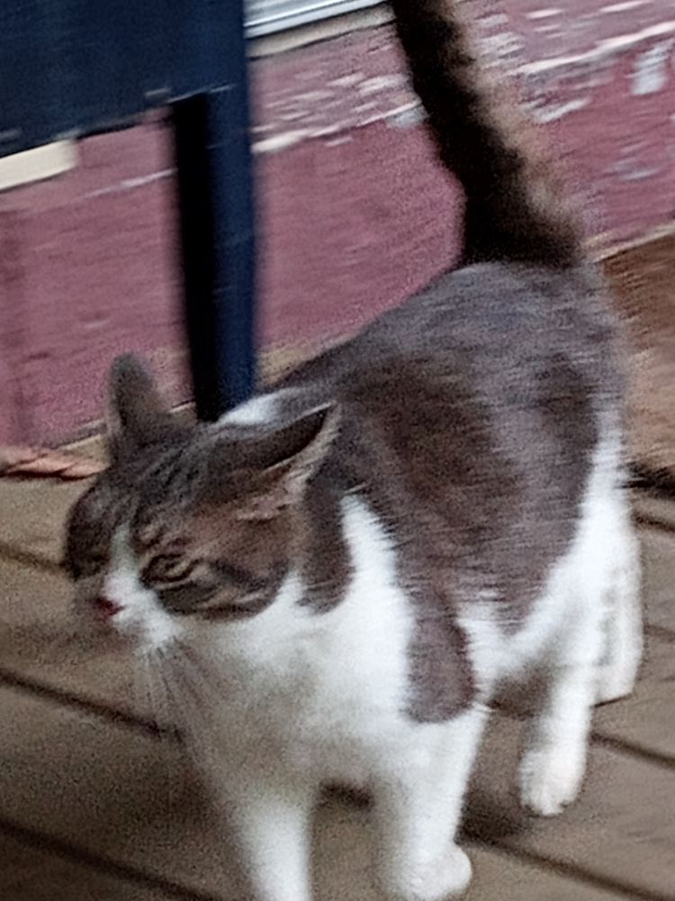 blurry photo of my father's cat, Spatula, who sadly was killed in a pitbull attack. My dad was never the same after that. 