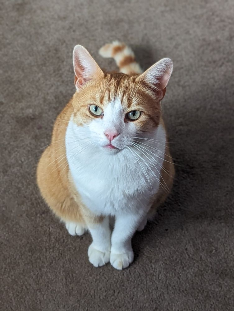 The best orange and white cat