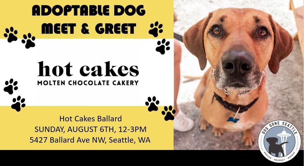 Chocolate cake and adoptable dogs, 
Hot Cakes Ballard, 
Sunday August 6th 12 - 3 PM
5427 Ballard Ave NW, Seattle, WA