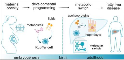 The graphic shows the connection between maternal obesity and metabolic switch: Metabolites from the mother permanently reprogram Kupffer cells. This changes their function, causes liver cells (hepatocytes) to accumulate fat and ultimately leads to a fatty liver.