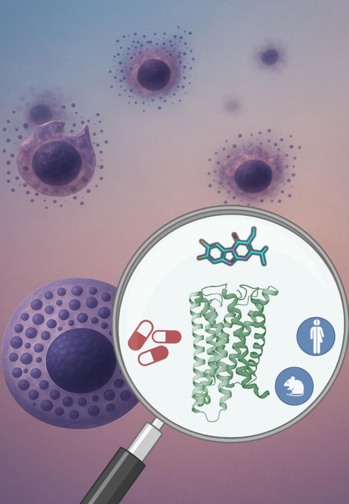 graphic: mast cells are packed with substances - which they release upon coming into contact with allergens (above). Blocking the responsible receptor prevents release, thus hindering a strong inflammatory reaction (below).