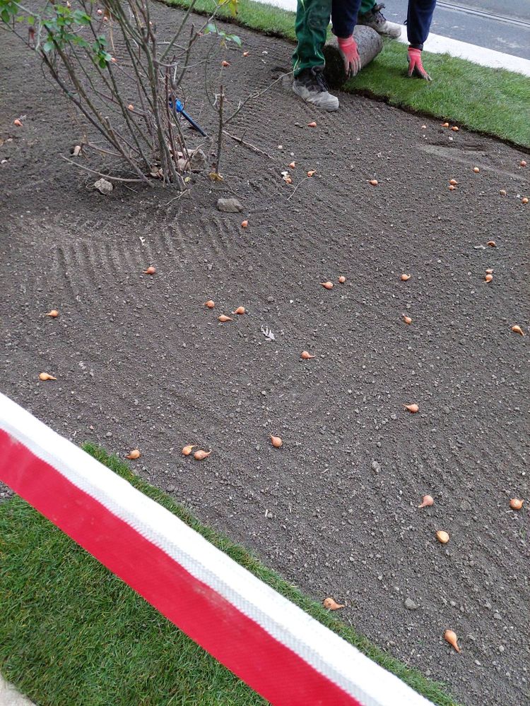 Blumenzwiebeln unter Rollrasen