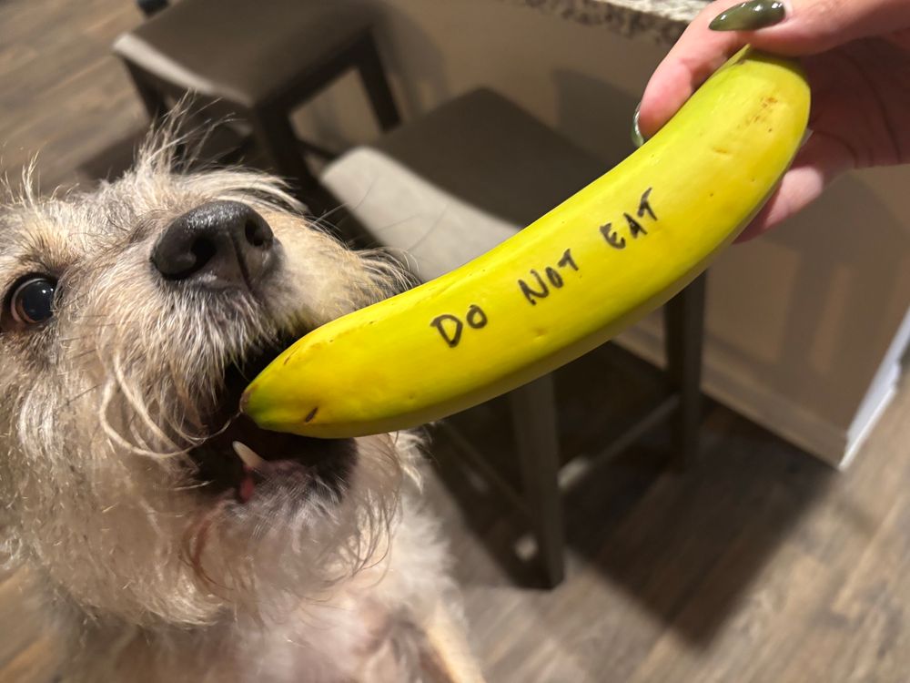 Maya, BarghestBlack and mikablue’s pitty schnauzer mix, opening her mouth to take my banana that Barg write “DO NOT EAT” in permanent marker on the peel. 