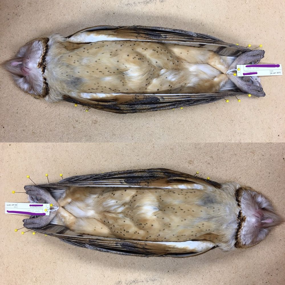 Barn owl study skin prepped and pinned to a drying board. It has a natural history catalogue tag around its ankles which are crossed.