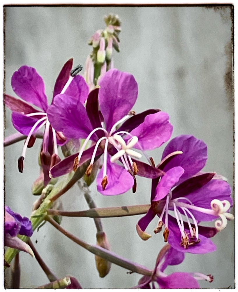 Pink, purple and white, fireweed flowers around the south side of the barn. On a warm, sunny afternoon 