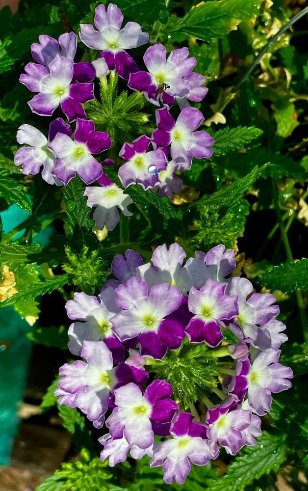 Purple, white and green Verbena blossoms 