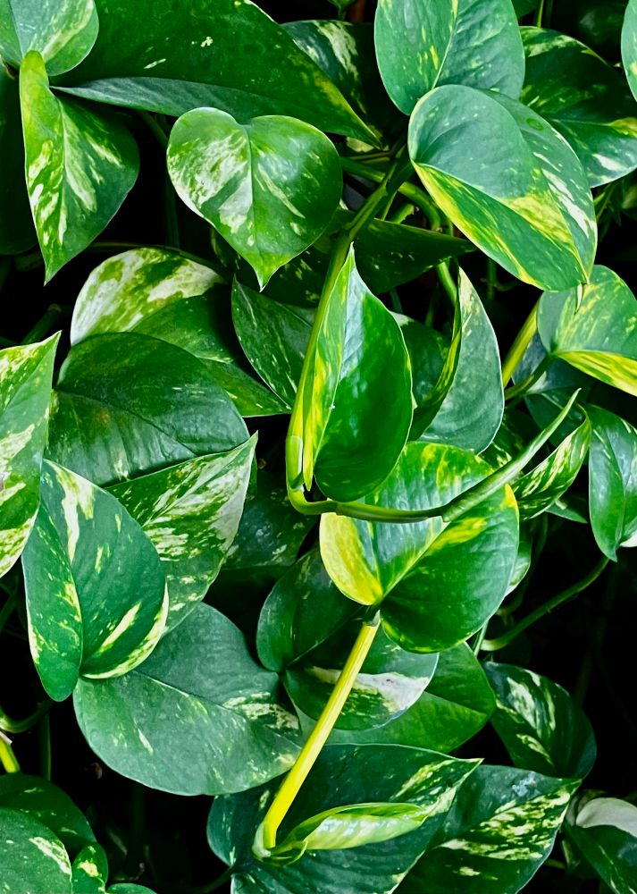 Golden Pothos leaves very much over growing the pot 