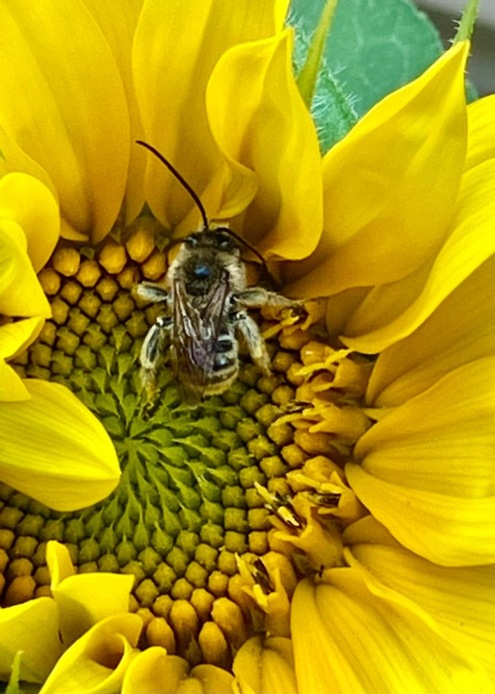 Bee taking a break in a sunflower 🌻 