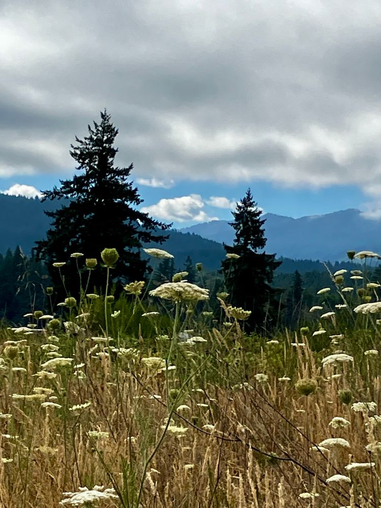 White flowers and grass down front with trees and mountains behind them under cloudy skies on warm summer day near Gates, Oregon ☮️