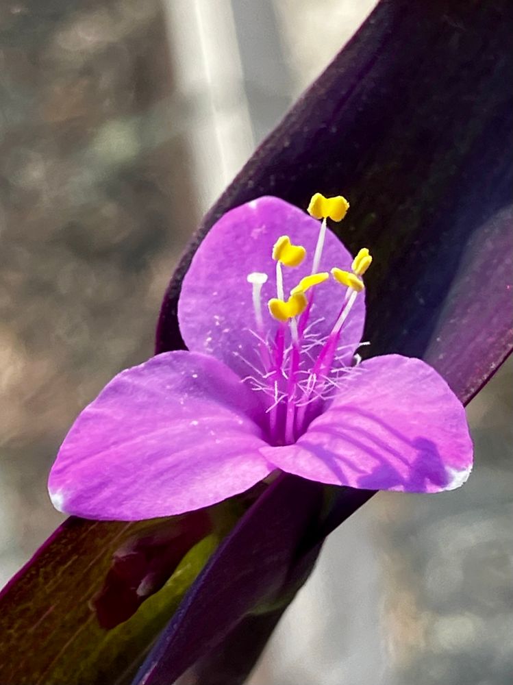 A tradescantia pallida bloom ☮️