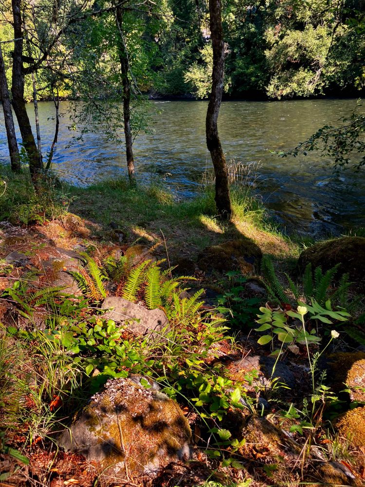 Some dried moss or fungus on a stone surrounded by plants and some ferns and other grasses among the trees on the banks of the Santiam river. some shadows on the near side of the river with green reflecting onto it from the trees that line the other side of the river.