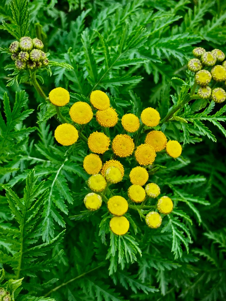 Small round, yellow, flowers surrounded by the green leaves of the common tansy 