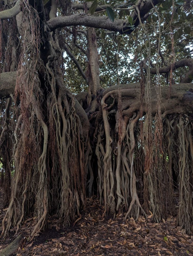 A wider view of the trunk of an enormous fig tree. The lower half of it is almost completely obscured by dangling, tangled roots that have grown down from its lower branches. 