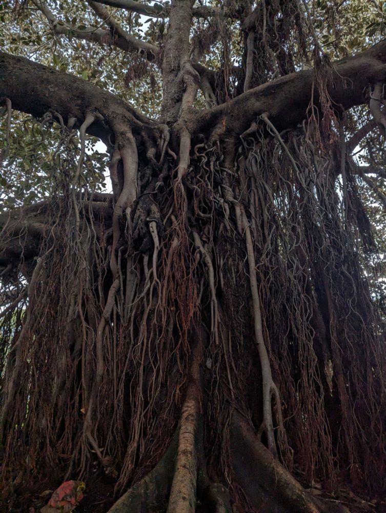 Looking up from the ground at the trunk of an enormous fig tree. The lower half of it is almost completely obscured by dangling, tangled roots that have grown down from its lower branches. 