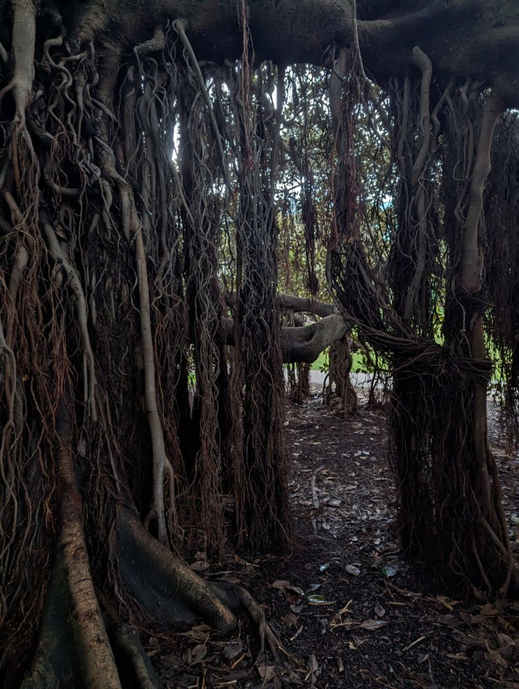 An enormous fig tree, with part of the lower trunk visible on the left, almost completely obscured by dangling, tangled roots that have grown down from its lower branches. Across the top of the image a huge branch extends, as wide as a human torso. Tangles of roots hang down all along it, except for a gap just wide enough for an adult to walk through. 