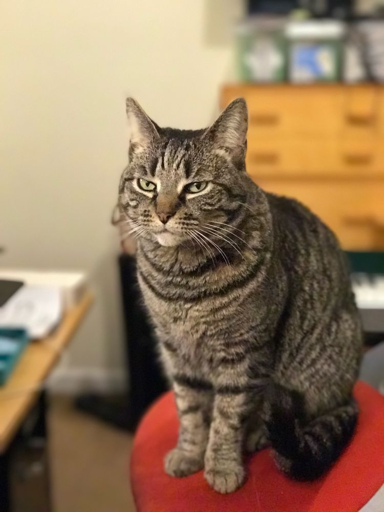 Lyra’s resting murder face, and the very first portrait mode photo I ever took.