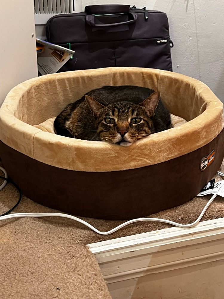 Luke the tabby cat propping his head up on his heated bed