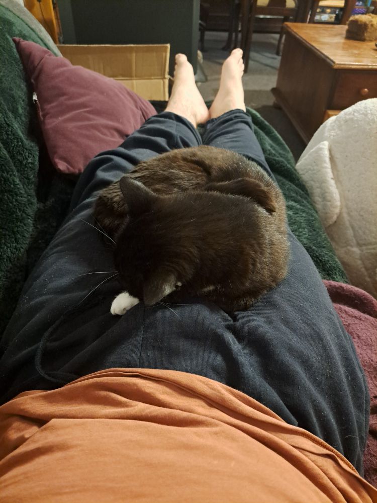 Dark brown/black cat curled up sleeping on person's legs while they lie on couch with blankets, bare feet visible at top of frame
