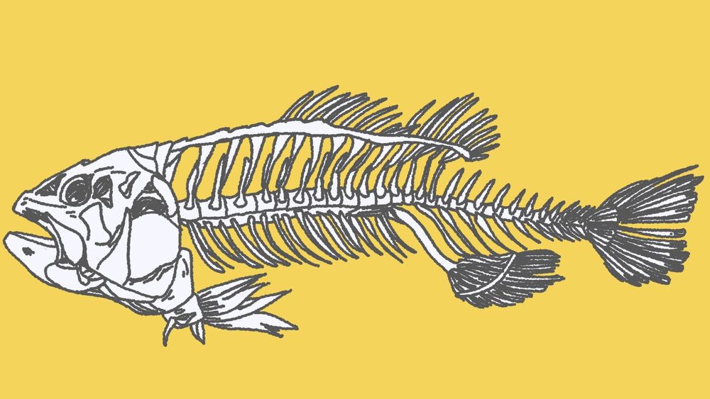 Monochromatic drawing of a fish skeleton on a yellow background