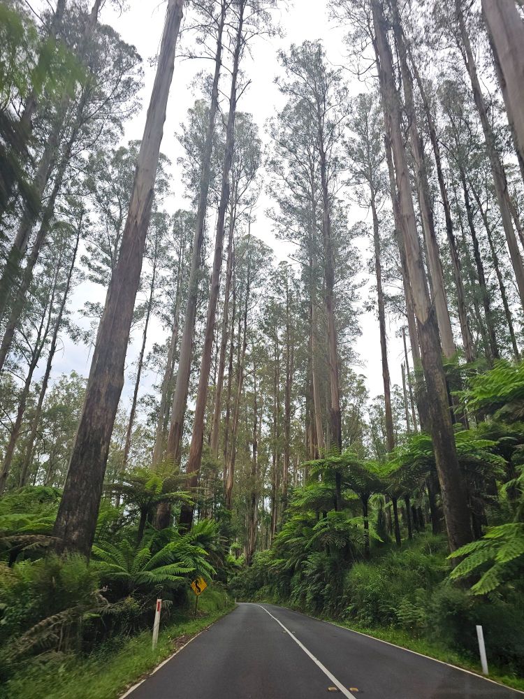 Tall Gum Trees with the road cutting through