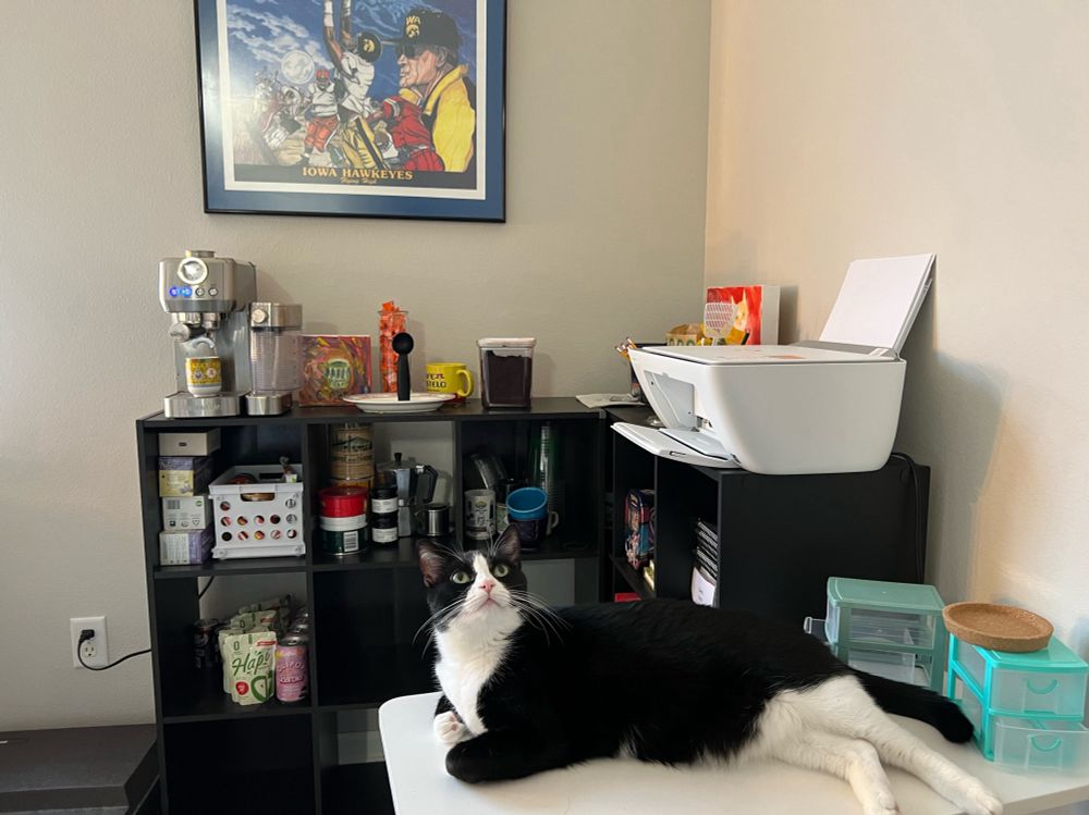 Reba, my sweet tuxedo cat who never leaves my side 