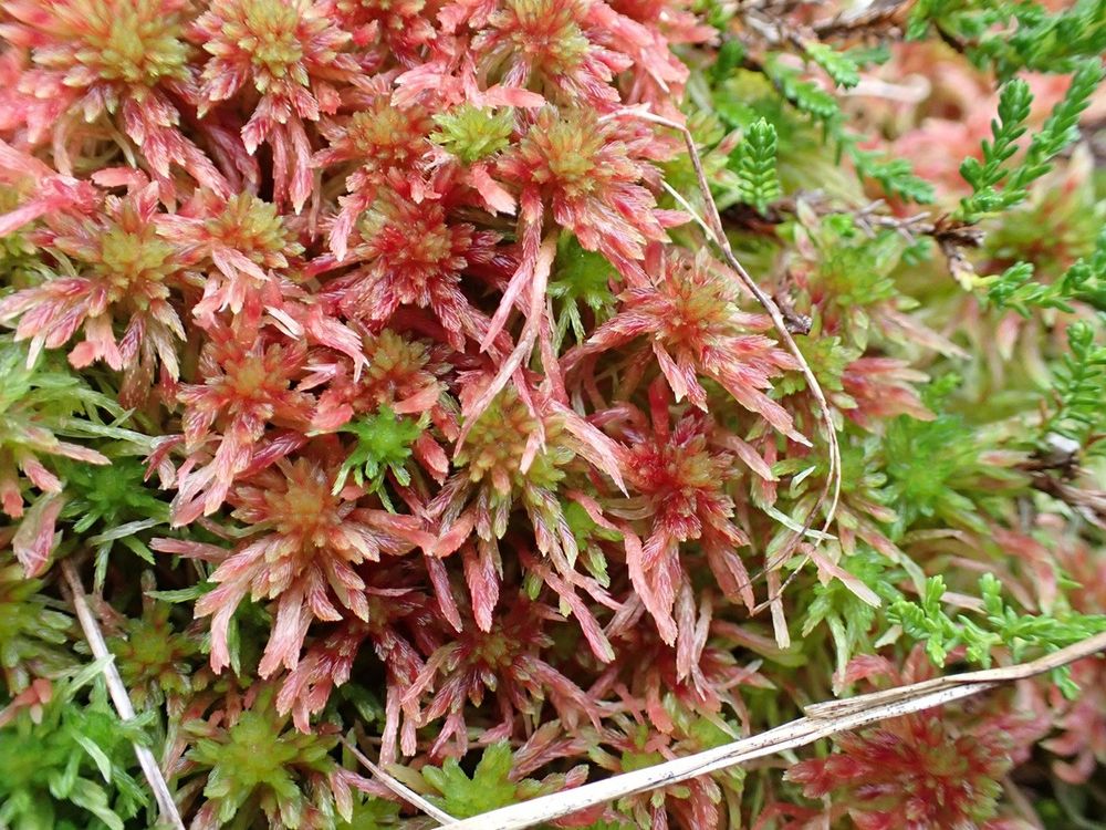The rare and largely pink-red moss Sphagnum skyense in damp heath on a north-facing slope in the western Scottish Highlands. This species has not yet been found outside Britain and Ireland.