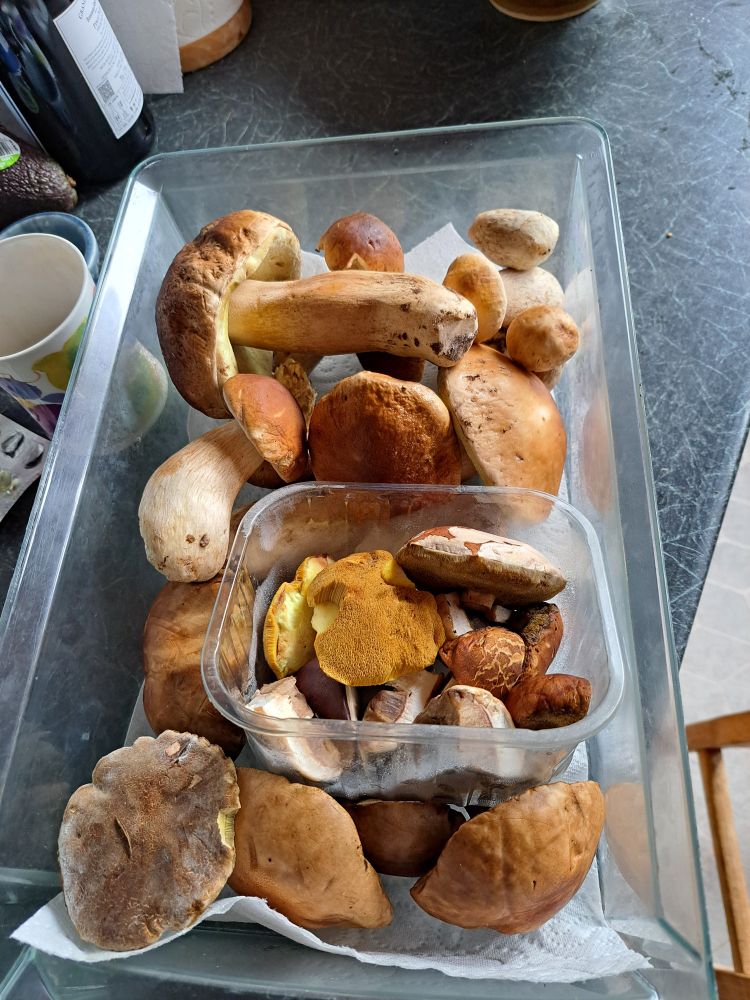 A fridge crisper full of foraged mushrooms, mainly boletes