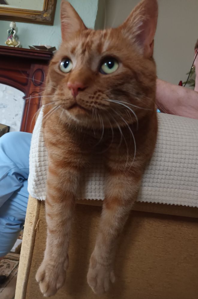 A ginger cat is lying over the arm of an armchair so that his legs are hanging down.