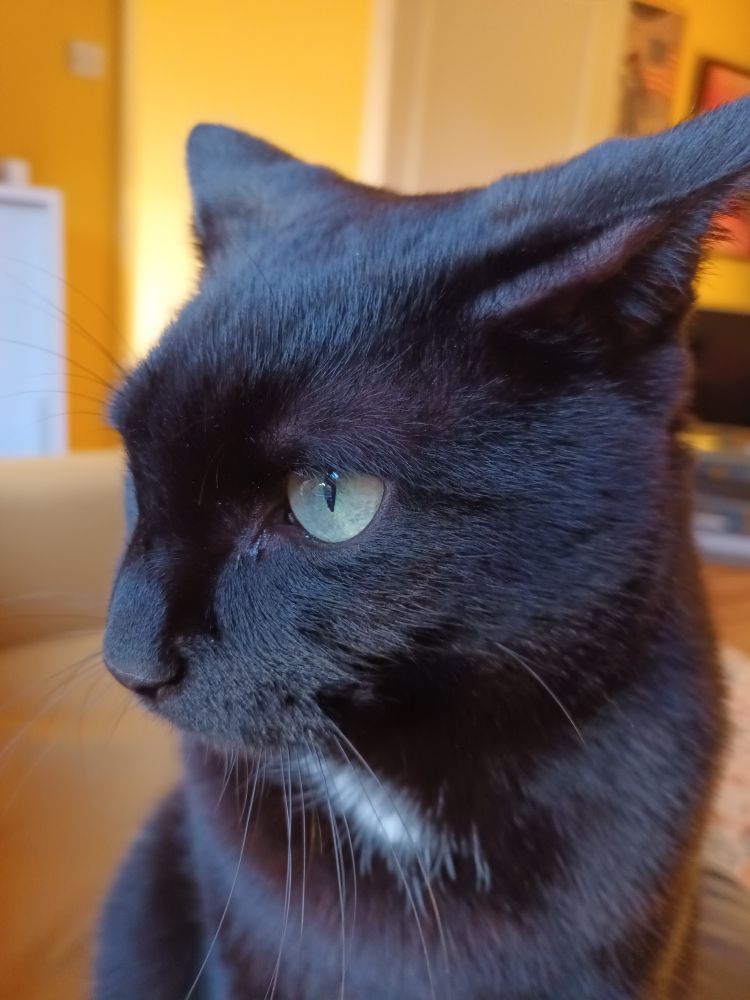 A head and shoulders photo of a black cat with a small patch of white on his chest. He sits indoors with his ears swivelled right back. He has light green eyes.