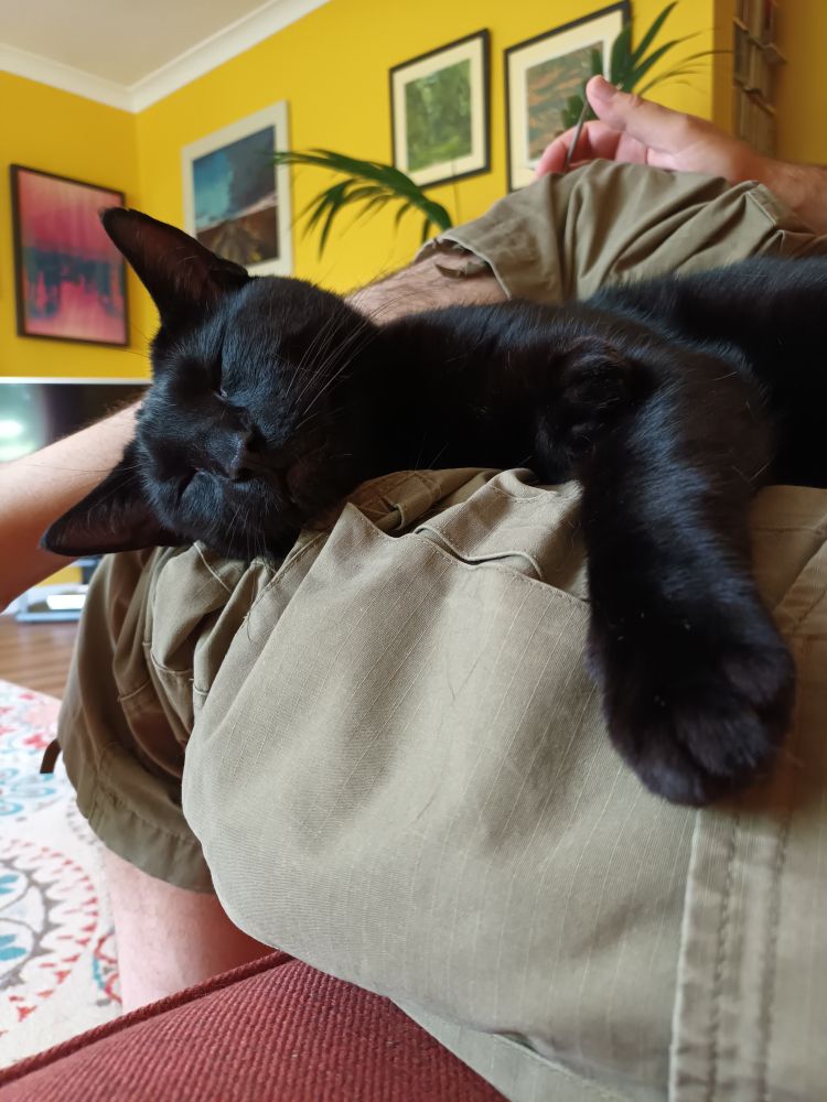A black cat is draped over the leg of someone wearing khaki trousers. The setting is indoors in a living toom. The cat has his eyes closed and looks very relaxed.