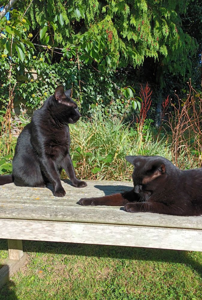Two black cats sit on a wooden garden bench. The one on the left has very sturdy legs set out at an odd angle in front of him. The one on the right has one leggie stretched out in front. There is garden beyond.