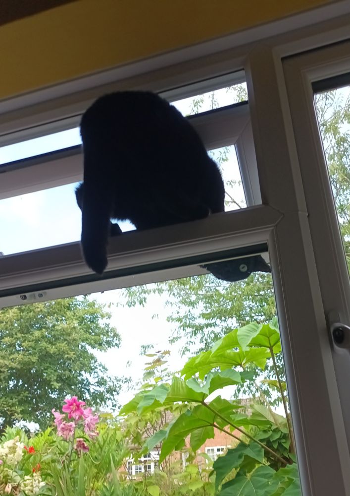 A black cat is climbing through an open window. He is looking back inside, towards the camera. There are flowers and garden beyond.