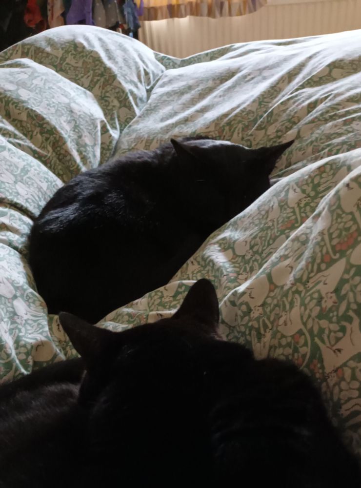 Two black cats lie on a green and white cat patterned duvet.