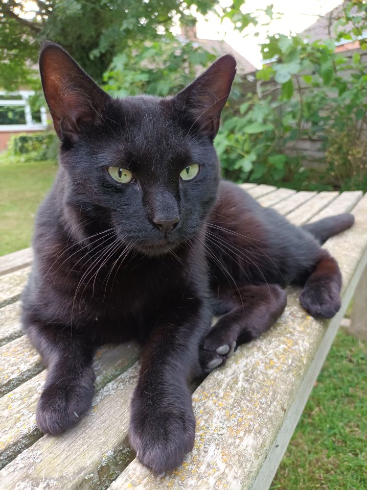 A black cat with yellow eyes sits very formally on a garden bench.