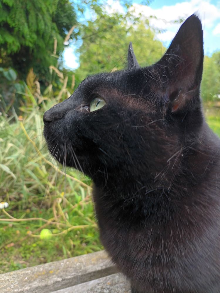 A head and shoulders side profile of a black cat with yellow eyes. He is sitting on a wooden bench with greenery beyond.