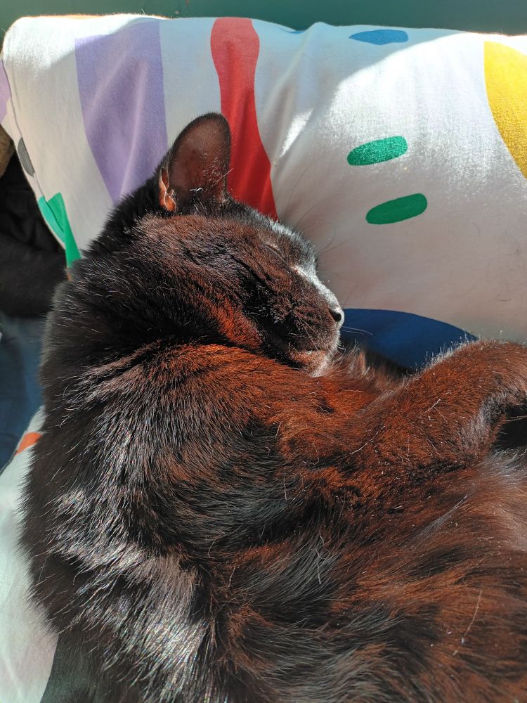 A black cat lies on a bed. The sun makes his black fur look ginger.