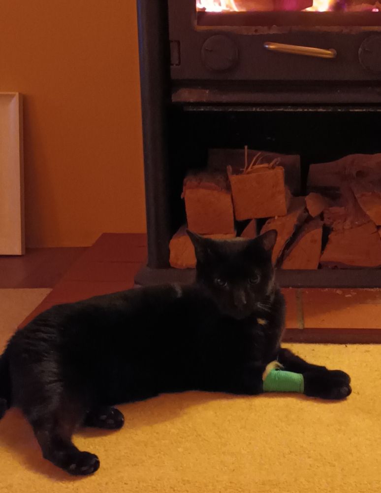 A black cat with a green bandage on his leg sits infront of a log fire.