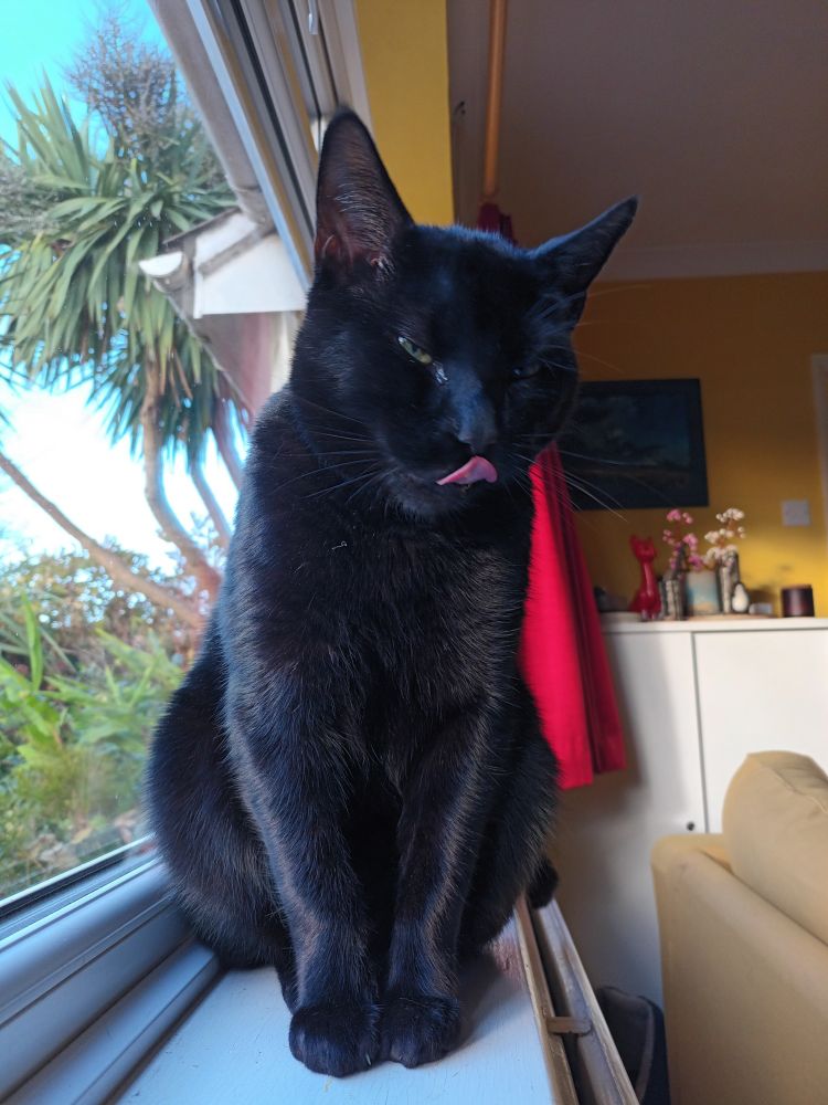 A black cat sits on a windowsill. His tongue is out. There is garden beyond and a yellow wall inside.