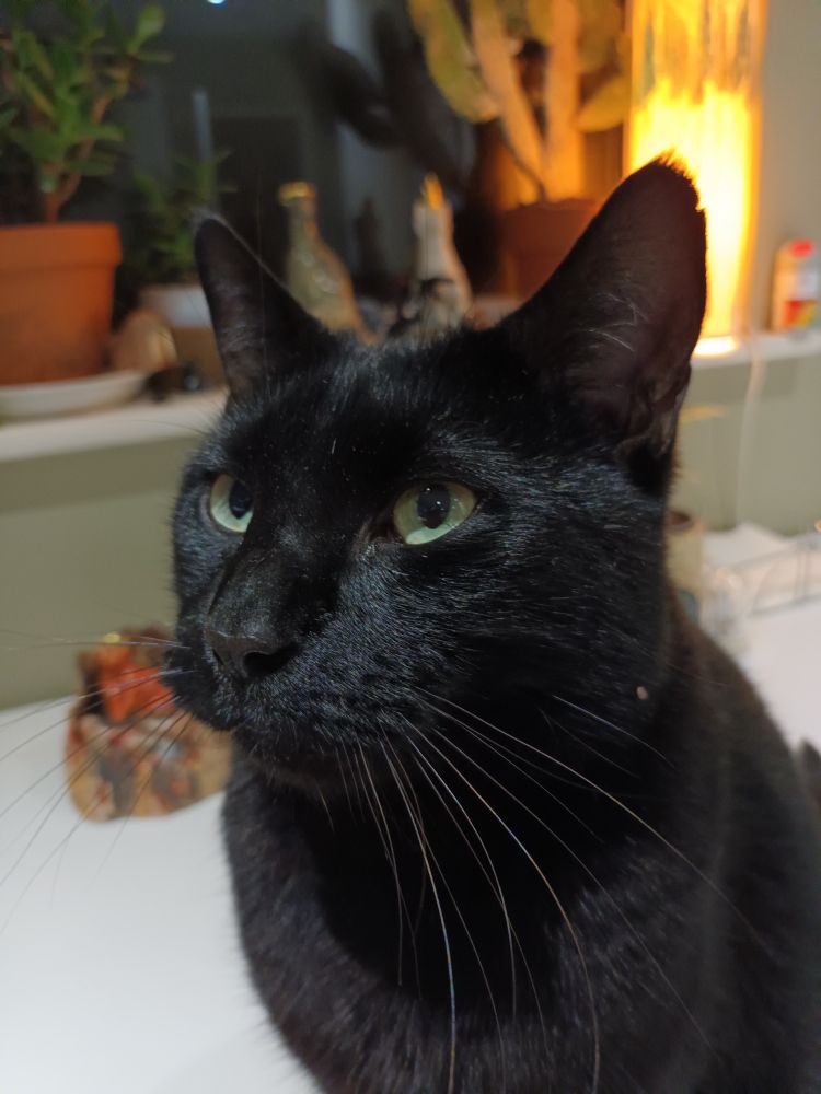 A black cat sits on a white kitchen table looking to the side. There is a warm light beyond.