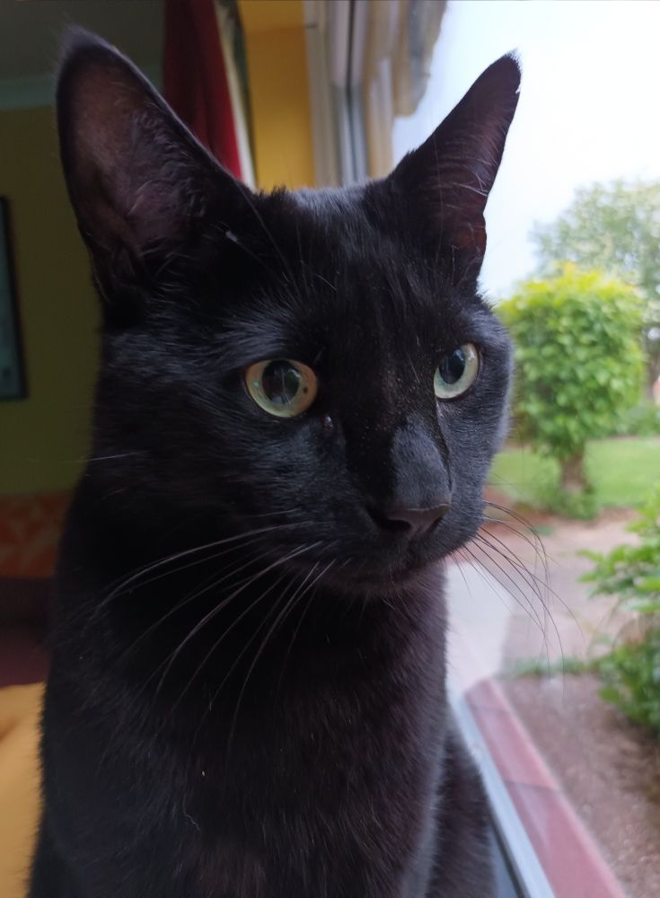 A black cat with yellow eyes sits on a windowsill, looking out.